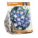 Baltus Chionodoxa Lucilae bloembollen per 10 stuks